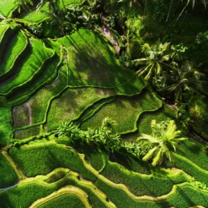 Tegalalang Rice Terrace