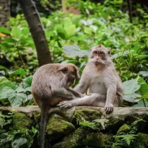 Ubud Monkey Forest