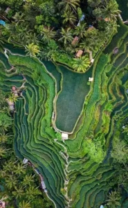 Jatiluwih Rice Terrace